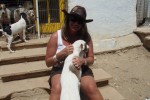 Rescued strays Rescued strays